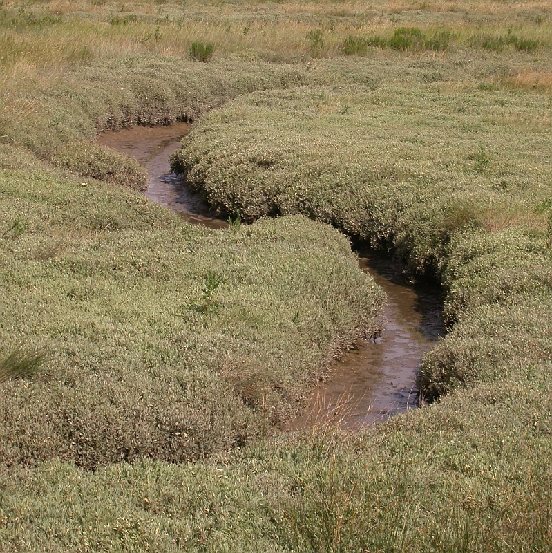 Salt Water Channels 2.JPG